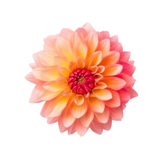 front view of Dahlia flower isolated on a transparent white background 