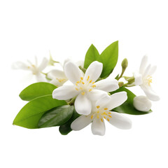 front view of Jasmine flower isolated on a white transparent background
