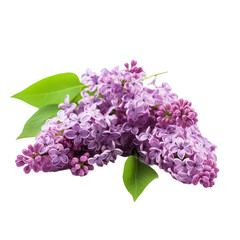 front view of Lilac flower isolated on a white transparent background