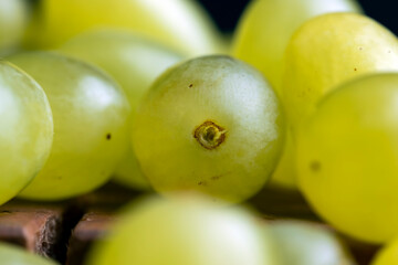 Green yellow grapes grown in a home vineyard
