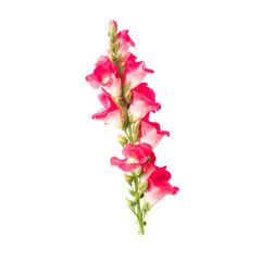 front view of Snapdragon flower isolated on a white transparent background