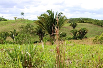 Traditional farming near the Maya Mountains in San Vincente, Toledo District, Belize