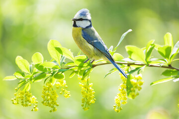 Bird sitting on branch of blooming tree with yellow flowers. The blue tit