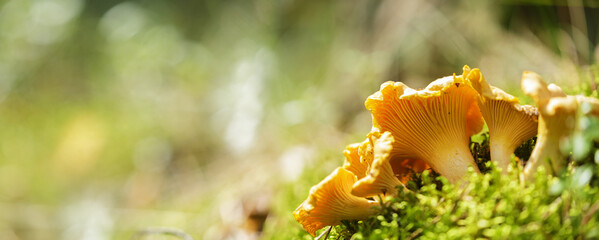 Edible mushrooms. Chanterelle mushrooms in a forest