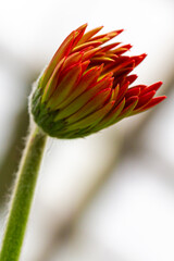 Isolated Macro Shot of Gerbera of Gelios Sort Flower Herbera.