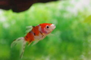 朱文金（しゅぶんきん）のクローズアップ　金魚