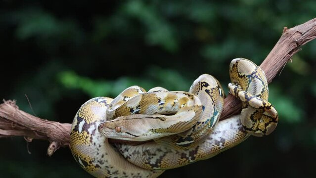 Pythonidae snake sleeping on branch, Pythonidae snake closeup
