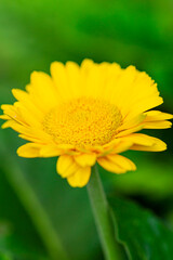 Macro Shot of Gerbera Asteraceae of Hybrida Festival Sort Flower Herbera.
