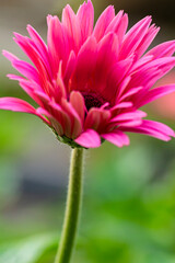 Closeup Macro Shot of Gerbera Asteraceae of Hybrida Festival Sort Flower Herbera.