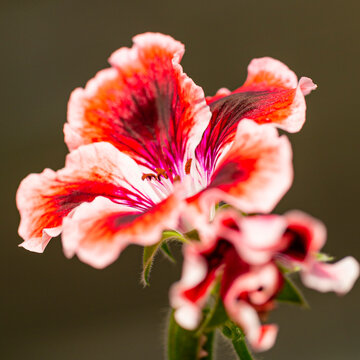 Closeup Macro Shot of Pelargonium or Garden Geranium Flowers of Aristo Sardunya Sort.