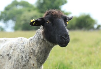 Fototapeta premium Closeup of Suffolk breed ewe sheep in rain on farmland in rural Ireland