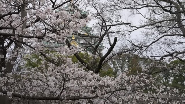 大阪城と桜_Japanese Castle and Cherryblossoms
