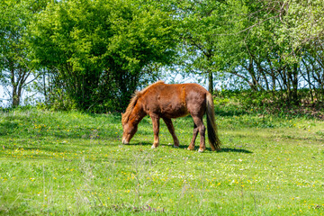 Horses grazing in the meadow, Poland.