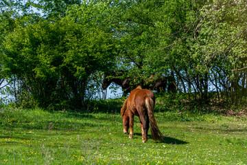 Naklejka premium Horses grazing in the meadow, Poland.