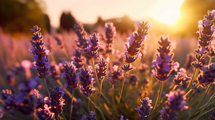 Fototapeta na wymiar Lavender flowers at sunset