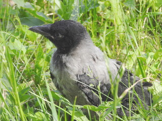 little crow on the grass