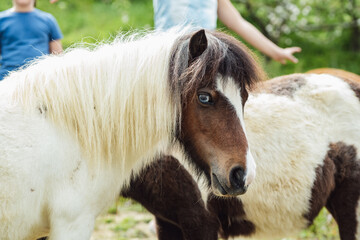 Obraz premium animal therapy for children