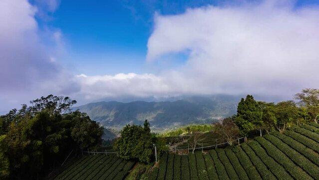 Time lapse - Beautiful tea garden rows scene isolated with blue sky and cloud