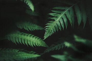 Fototapeta na wymiar Tropical nature green leaf texture abstract background.