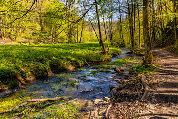 Saspowka creek in Saspowska Valley nature park and reserve in spring season within Jura Krakowsko-Czestochowska Jurassic upland near Cracow in Lesser Poland - obrazy, fototapety, plakaty