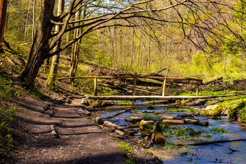 Saspowka creek in Saspowska Valley nature park and reserve in spring season within Jura Krakowsko-Czestochowska Jurassic upland near Cracow in Lesser Poland - 612233381