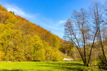Saspowska Valley nature park and reserve along Saspowka creek in spring season within Jura Krakowsko-Czestochowska Jurassic upland near Cracow in Lesser Poland
