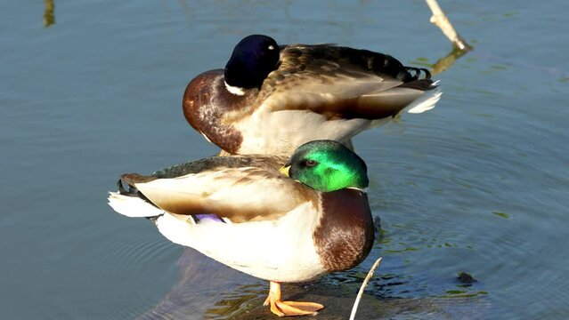two ducks taking a siesta on the edge of a lake. 4k video.