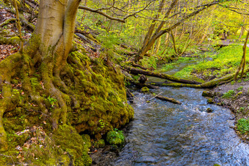 Saspowka creek in Saspowska Valley nature park and reserve in spring season within Jura Krakowsko-Czestochowska Jurassic upland near Cracow in Lesser Poland