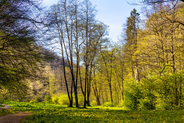 Saspowska Valley nature park and reserve along Saspowka creek in spring season within Jura Krakowsko-Czestochowska Jurassic upland near Cracow in Lesser Poland