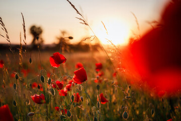 Beautiful meadow with the poppy flowers at sunset, Poland.