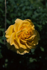 yellow rose