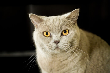 Portrait of a cat with gray fur and yellow eyes. Like British Shorthair. Animal close-up.
