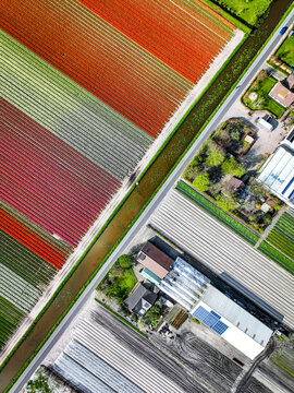 Aerial View of Colorful Flower Fields, Geometric Fields of Tulips and Flowers, Drone View of Multicolored Crops, Lines of Color &ndash; Tulip Field Aerial, Color Block Patterns in Flower Agriculture