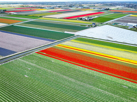Aerial View of Colorful Flower Fields, Geometric Fields of Tulips and Flowers, Drone View of Multicolored Crops, Lines of Color &ndash; Tulip Field Aerial, Color Block Patterns in Flower Agriculture