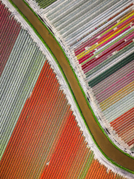 Aerial View of Colorful Flower Fields, Geometric Fields of Tulips and Flowers, Drone View of Multicolored Crops, Lines of Color &ndash; Tulip Field Aerial, Color Block Patterns in Flower Agriculture