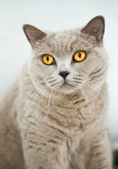 Portrait of a cat with gray fur and yellow eyes. Like British Shorthair. Animal close-up.
