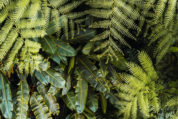 Lush green leaves in forest