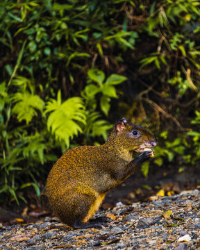 Agouti eating nut near plants in forest