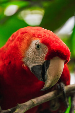 Red Scarlet Macaw on branch of tree