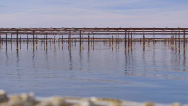 Floating rafts are commonly used for oyster cultivation, providing an ideal platform for the growth and harvesting of these prized mollusks. 
