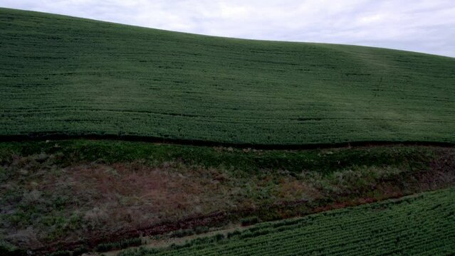 Clip from drone flying over Eastern Washington Palouse wheat field in early summer 4K 60FPS