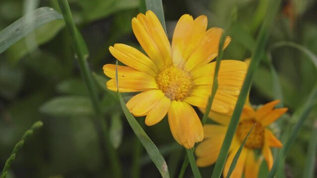 Calendula flower in organic garden with green leafs swaying in the wind - Macro - close up