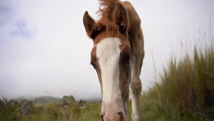 Get ready for an enchanting slow motion encounter as a playful and curious filly captures the camera's attention.