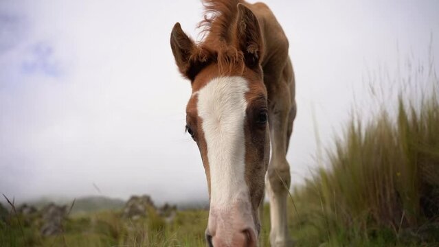 Get ready for an enchanting slow motion encounter as a playful and curious filly captures the camera's attention.