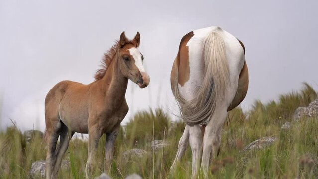 Experience the touching bond between a gentle mare and her adorable filly in this stunning slow-motion video set against a mountainous backdrop. Watch as their tails sway in harmony.