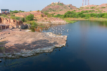 A flyong flock of pigeons, Columba livia domestica, or Columba livia forma domestica, flying birds over the lake of Jaswant Thada cenotaph; Jodhpur, Rajasthan, India.