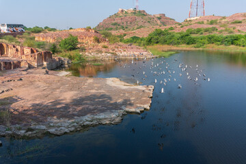 Fototapeta premium A flyong flock of pigeons, Columba livia domestica, or Columba livia forma domestica, flying birds over the lake of Jaswant Thada cenotaph; Jodhpur, Rajasthan, India.