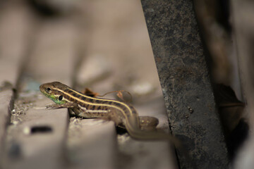 Lizard with green hues. Common lizard with beautiful patterns