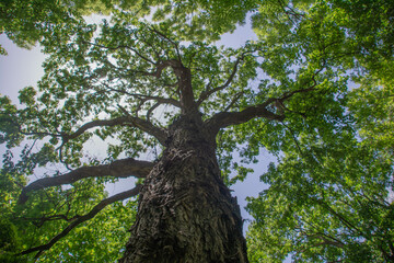 Fototapeta premium Tree in the park. Green tree in the forest. Dense forest
