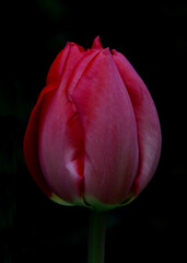 tulip on black